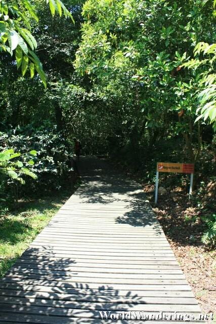 Wooden Walkway in Sungei Buloh Wetlands Reserve