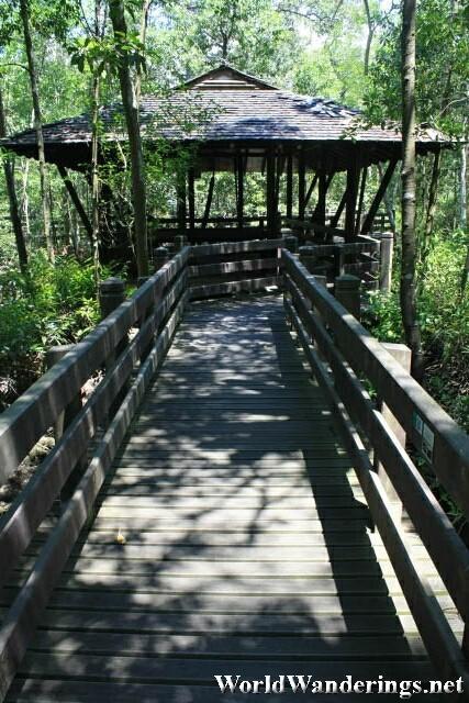 Wooden Walkway Through the Margrove Forest