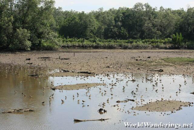 Birding Area in Sungei Buloh Wetland Reserve