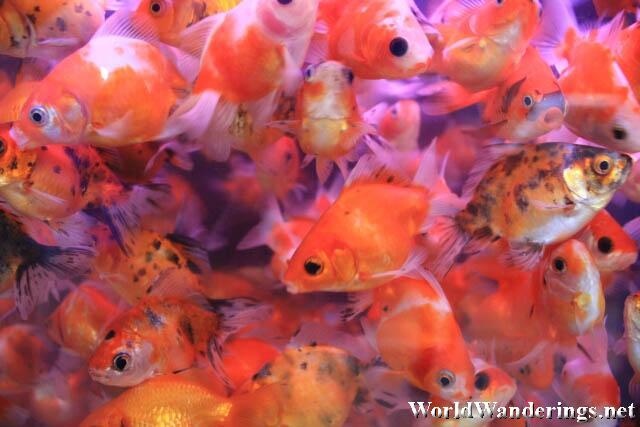 A Lot of Goldfish at the Goldfish Market