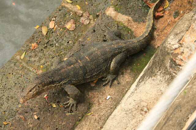 Large Lizard at Sungei Melaka