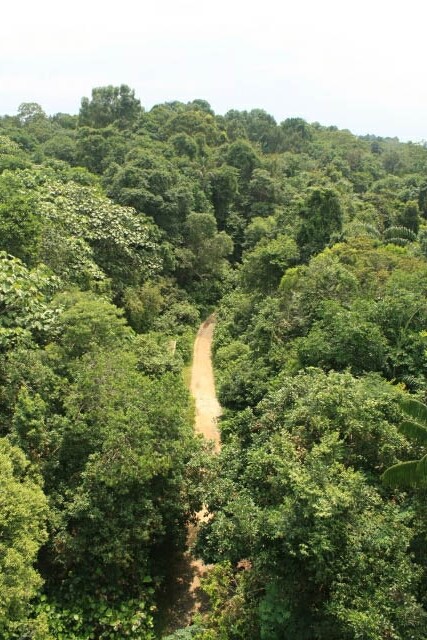 Jungle Trail from the Jelutong Tower