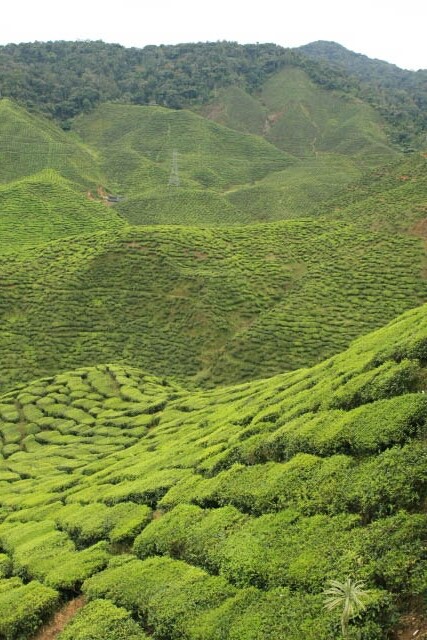 Extensive Tea Plants in the Bharat Tea Plantation