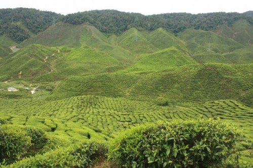 Entire Valley Planted With Tea