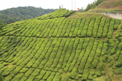 Tea Plants Near the Highway
