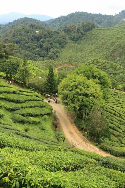 Path Through the Tea Plantation