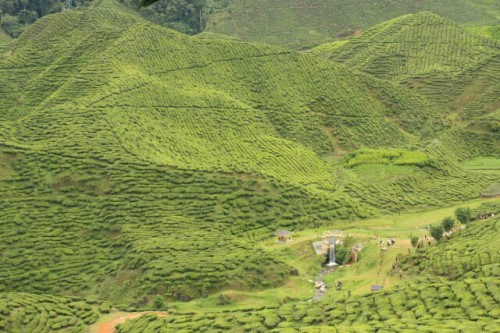 View of the Bharat Tea Plantation Valley from the Viewpoint