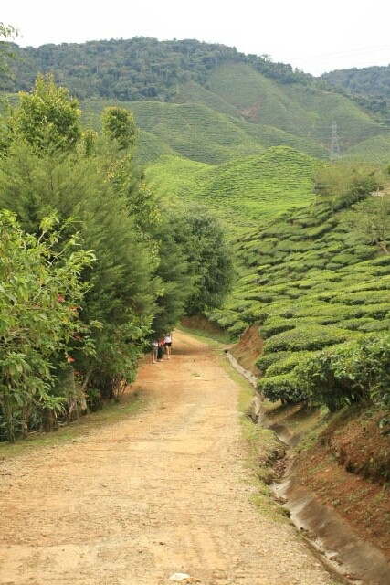 Path Among the Tea Plants