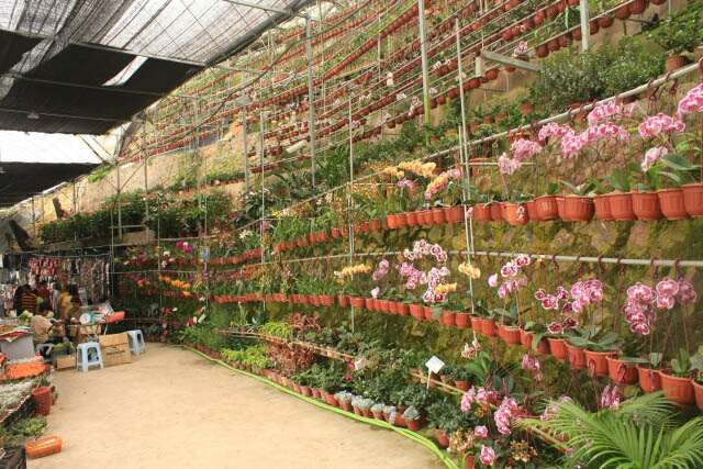 Huge Number of Plants on Sale at Fong Huat Nursery