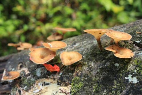Fungus Growing on Fallen Trees