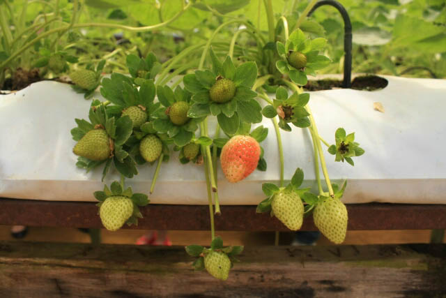 Unripe Strawberries at Highlands Apiary