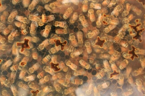 Look Inside a Beehive