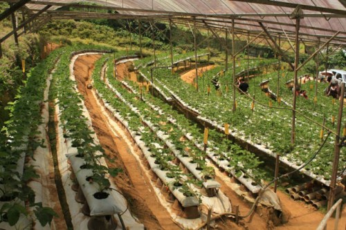 Strawberry Farm at Highlands Apiary