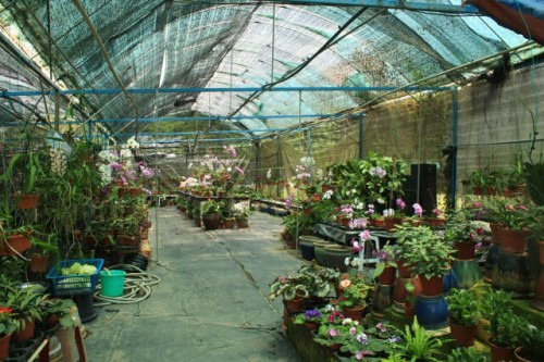 Inside the Orchid Farm