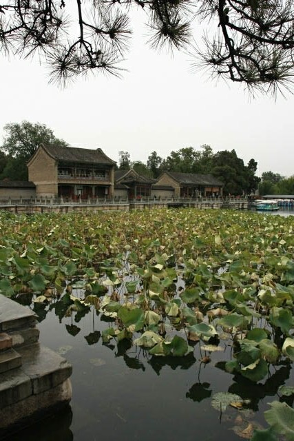 Old Chinese Buildings? Check. Lotus leaves? Check.