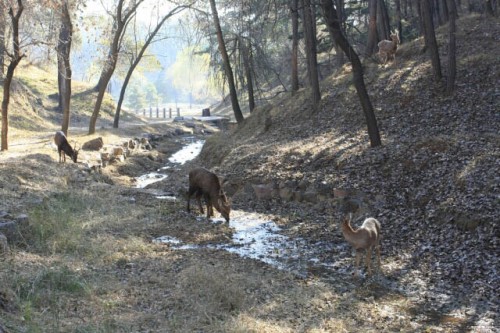 Deer Drinking from a Stream in the Mountain Resort 避暑山庄 in Chengde 承德