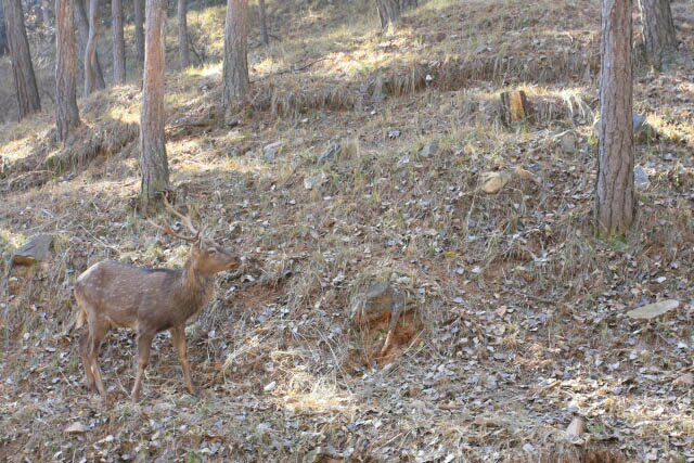 Large Deer in the Mountain Resort 避暑山庄