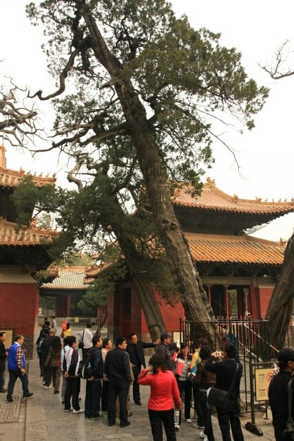 All Cypress Trees at the Confucius Temple 孔庙