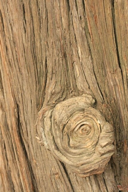 Gnarled Piece of Tree Bark at the Confucius Temple 孔庙