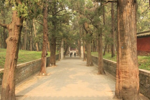Tree Lined Paths at the Confucius Forest 孔林
