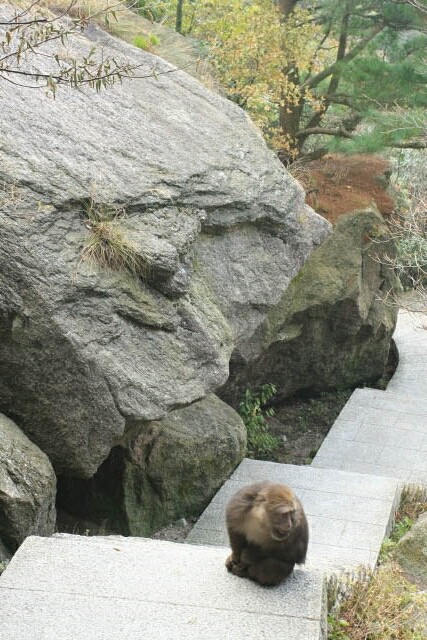 Macaque in the Way in Huangshan 黄山