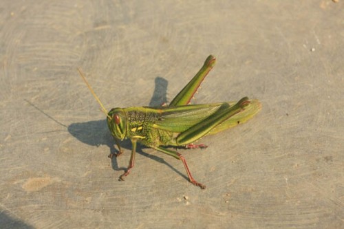 Large Grasshopper at Xidi 西递