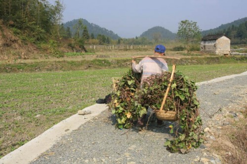 Farmer Taking Back His Harvest in Xidi 西递