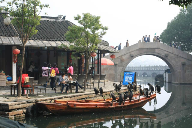 Boatload of Commorants in Zhou Zhuang 周庄