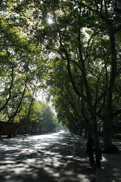 Tree Lined Street of Hangzhou 杭州