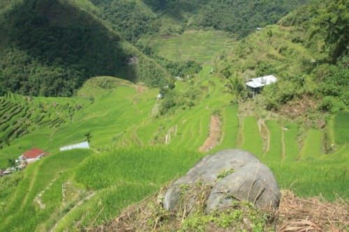Greenery All Around at the Batad Rice Terraces