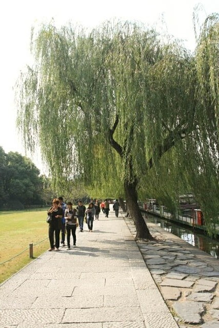 Willow Trees Line the Walkway Along the West Lake 西湖