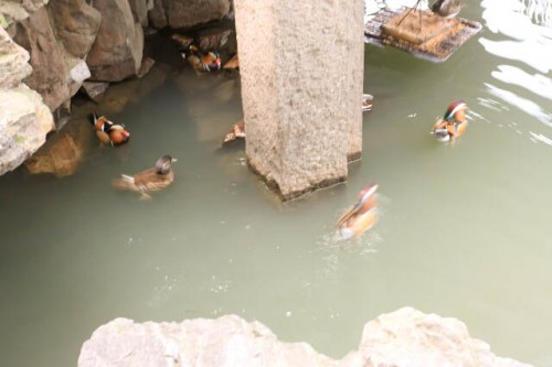 Beautiful Mandarin Ducks in the Humble Administrator's Garden 拙政园