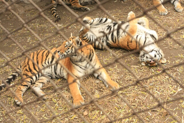 Cubs Playing in the Reserve at the Siberan Tiger Park 东北虎林园