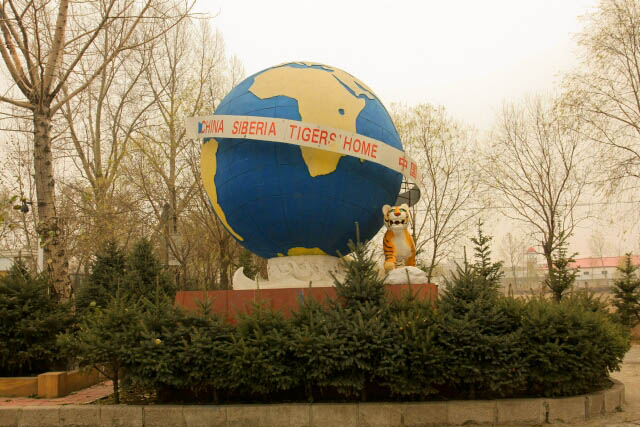 Siberian Tiger Park 东北虎林园 in Haerbin 哈尔滨