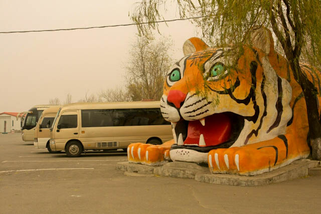 Don't Tell Me You Didn't Expect Something Like This in a Siberian Tiger Park