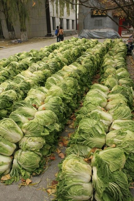 Rows and Rows of Cabbage at the Jile Temple 极乐寺