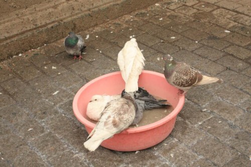 Pigeon Taking a Bath in Haerbin 哈尔滨