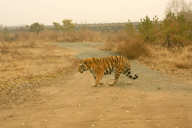 Why Did the Tiger Cross the Road?