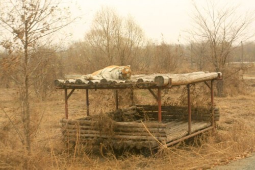 Tigers Resting at the Siberian Tiger Park 东北虎林园