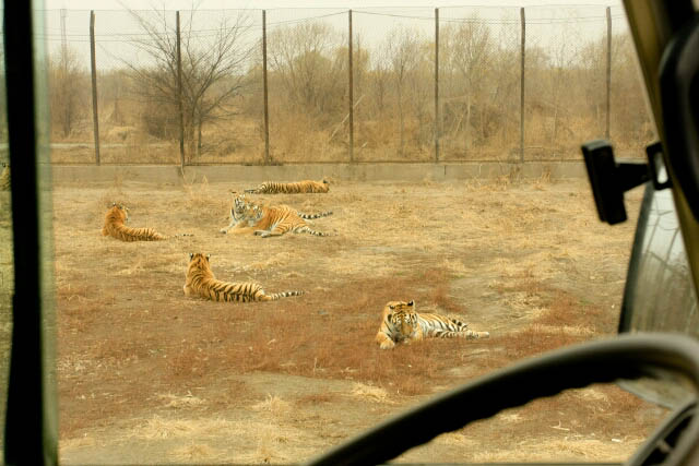 Large Group of Tigers at the Siberian Tiger Park 东北虎林园