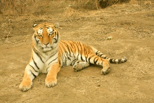 Large Siberian Tiger at the Siberian Tiger Park 东北虎林园