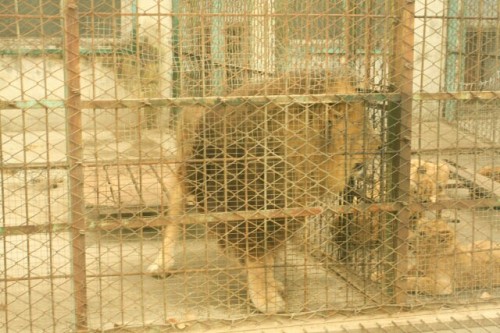 Lion Pacing Back and Forth In His Cage at the Siberian Tiger Park 东北虎林园