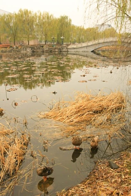 Ducks at the Pond in Ji'an's Lotus Garden 莲花公园