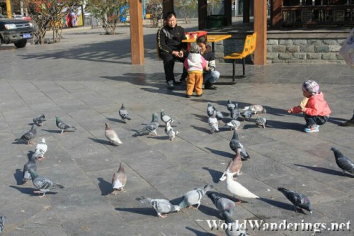 Pigeon at Wuyi Square 五一广场 in Taiyuan 太原