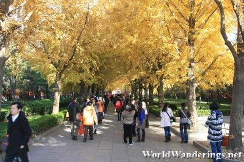 Autumn Colors in the Beijing Lama Temple 雍和宫