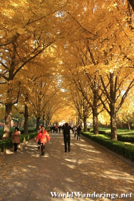Golden Trees Lining the Path to the Lama Temple 雍和宫 in Beijing 北京