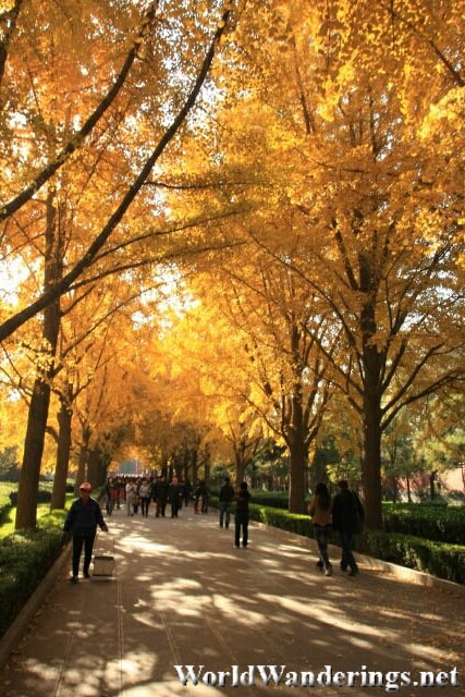 Golden Leaves Cover the Walkway to the Beijing Lama Temple 雍和宫