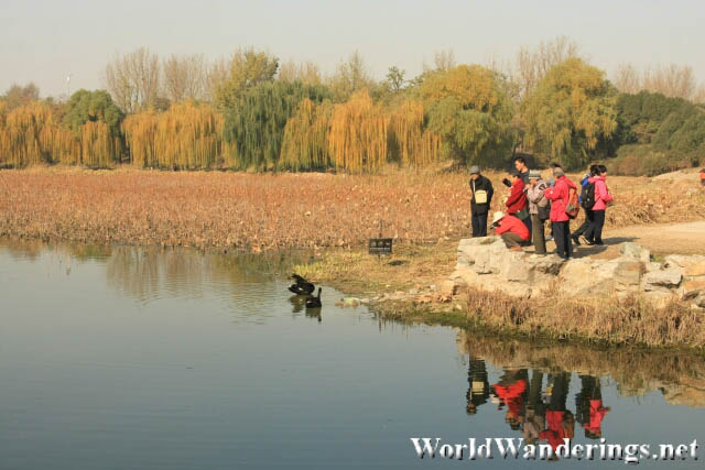 Visitors Feeding the Swan at Yuanmingyuan Park 圆明园