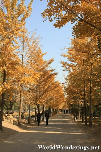 Yellow Tree Line Path in Yuanmingyuan Park 圆明园