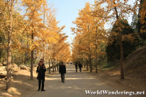 Pleasant Walk in Yuanmingyuan Park 圆明园